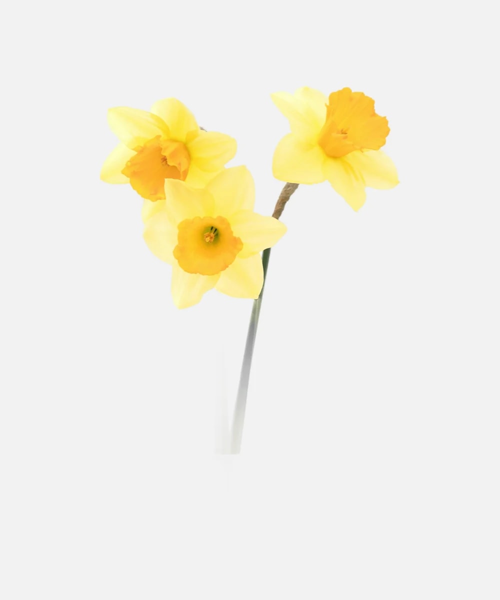 Vază Bloom din sticlă
